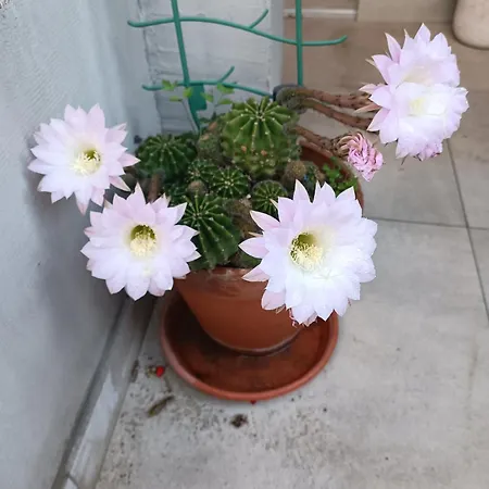 Lili * Crikvenica